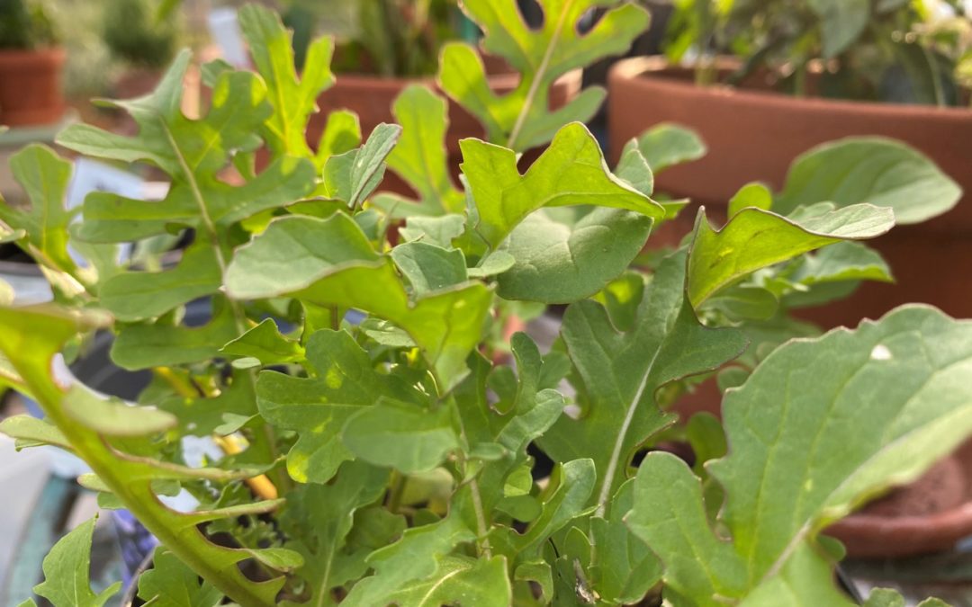 Ruccola – en av mine fire favorittsalater