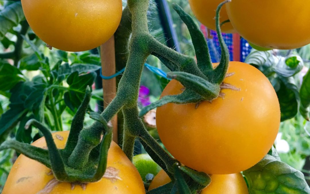 Tomatgleder